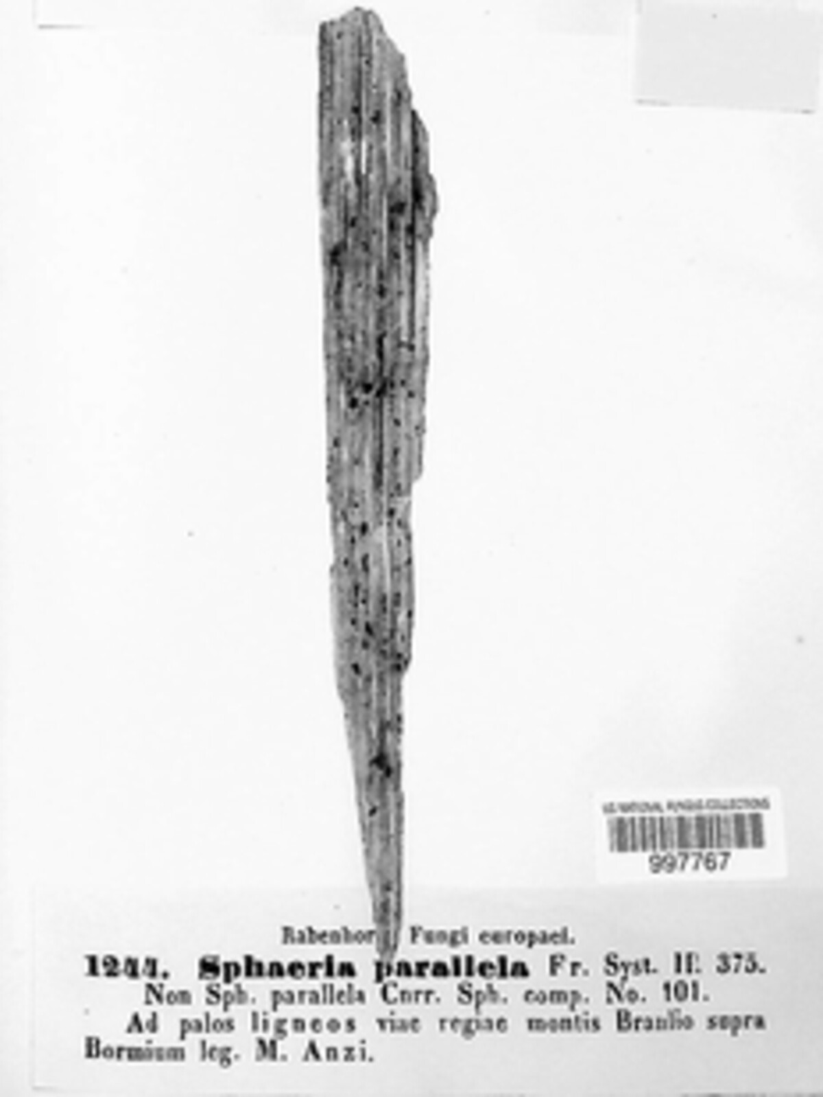 Urocystis occulta image